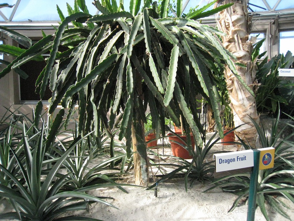 Disney 2010 D3 0440.jpg - January 9-11, 2010 Disney World Florida. Monday, up and ready to roll, took shuttle to Epcot. Caught a couple shows and took a lot of pictures. Finally had to call it a day to get to our plane to go home.